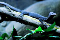 Blue Tree Monitor