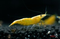 Cherry Shrimp