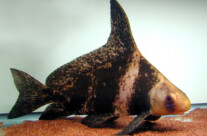 Chinese Banded Shark