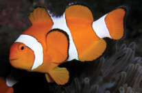 Clown Fish