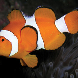 Clown Fish