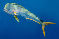 Coryphaena Hippurus