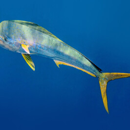Coryphaena Hippurus