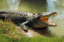 Crocodile