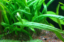 Cryptocoryne Crispatula