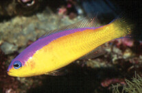 Diadema Dottyback