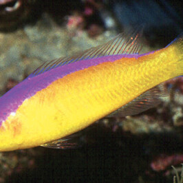Diadema Dottyback