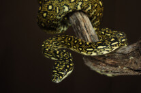 Diamond Python