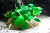 Dwarf Anubias