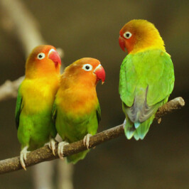 Fischer’s Lovebird