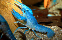 Freshwater Crayfish