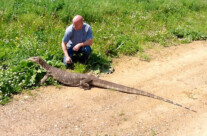 Giant Monitor Lizard