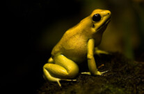 Golden Poison Dart Frog