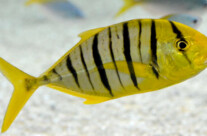 Golden Trevally