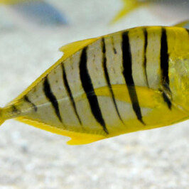 Golden Trevally