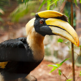 Great Hornbill