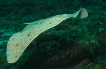 Gymnura Altavela