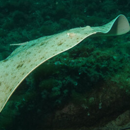 Gymnura Altavela