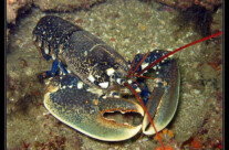 Homarus Gammarus