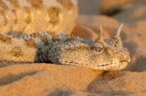 Horned Viper Snake