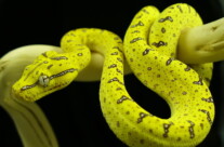 Juvenile Green Tree Python