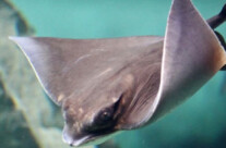 Myliobatis Aquila