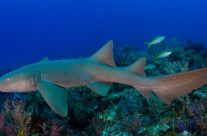 Nurse Shark