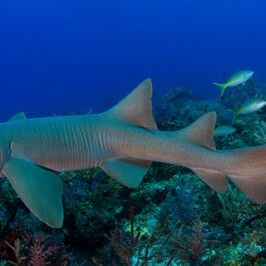 Nurse Shark