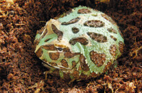 Pacman Frog