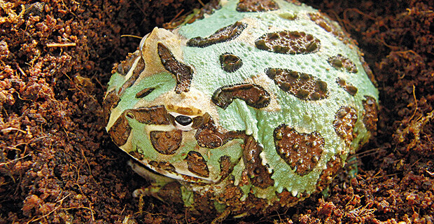 Pacman Frog