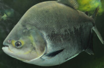 Pacu Piranha