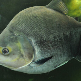 Pacu Piranha