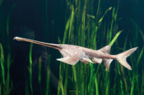 Paddlefish