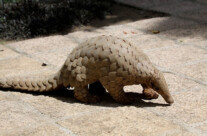 Pangolin