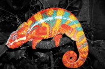 Panther Chameleon