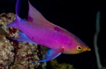 Purple Queen Anthias
