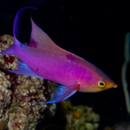 Purple Queen Anthias