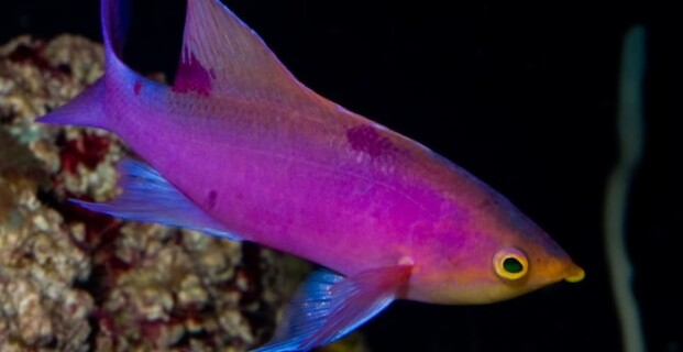 Purple Queen Anthias