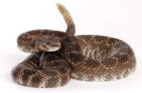 Rattle Snake