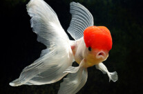 Red Cap Oranda Goldfish