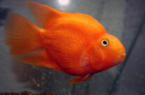 Red Parrot Cichlid
