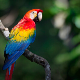 Red Macaw