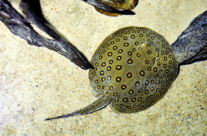River Stingray