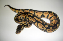 Royal Python