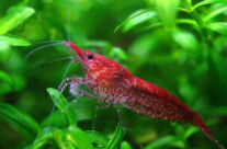 Sakura Shrimp
