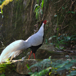 Silver Pheasant