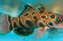 Spotted Mandarin