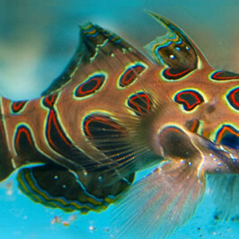 Spotted Mandarin