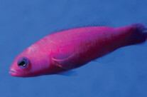 Strawberry Dottyback