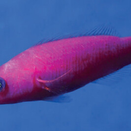 Strawberry Dottyback